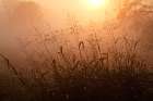Tall grass stems silhouetted on foggy sunrise, Oldham County, Kentucky Art Print